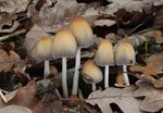 Coprinellus_micaceus_FP101781