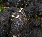 Coprinellus_pellucidus