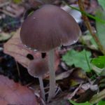 Coprinopsis_marcescibilis_CBS121175