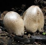 Coprinopsis_strossmayeri