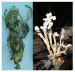 Cordyceps_cicadae_BA_001