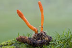 Cordyceps_militaris_ATCC_34164