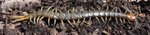 Cormocephalus_westwoodi