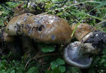 Cortinarius_glaucopus_AT_2004_276