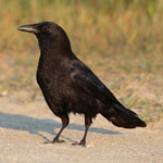 Corvus_brachyrhynchos