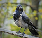 Corvus_cornix_cornix