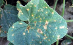 Corynespora_cassiicola_CTHA1