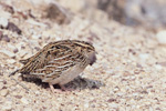 Coturnix_coturnix