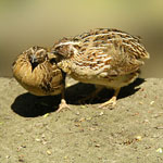 Coturnix_japonica