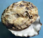 Crassostrea_virginica