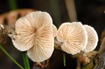 Crepidotus_variabilis_CBS_506_95