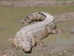 Crocodylus_porosus
