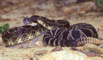 Crotalus_oreganus_helleri