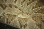 Crotalus_simus