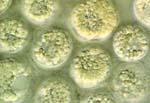 Crypthecodinium_cohnii