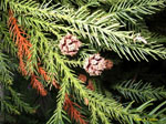 Cryptomeria_japonica