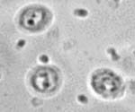 Cryptosporidium_parvum_IIdA19G1