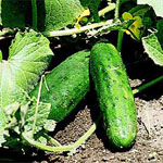 Cucumis_sativus