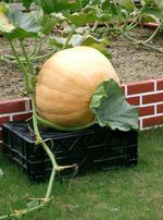 Cucurbita_maxima