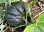 Cucurbita_moschata