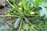 Cucurbita_pepo_subsp__pepo_cultivar_mu_cu_16