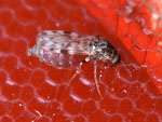 Culicoides_sonorensis