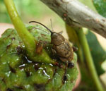 Curculio_glandium