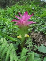 Curcuma_aromatica