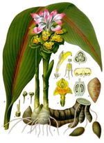 Curcuma_zedoaria