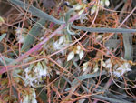 Cuscuta_pentagona