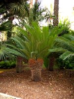 Cycas_revoluta