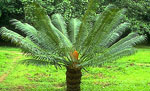 Cycas_rumphii