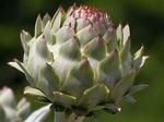 Cynara_cardunculus_var__scolymus