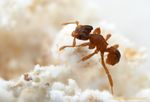 Cyphomyrmex_costatus