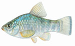 Cyprinodon_variegatus