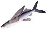 Cypselurus_agoo