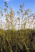 Dactylis_glomerata