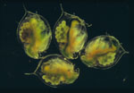 Daphnia_magna