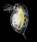 Daphnia_pulex