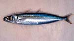 Decapterus_macrosoma