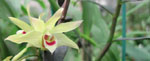 Dendrobium_catenatum