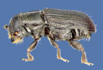 Dendroctonus_frontalis