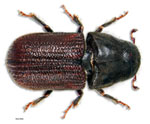 Dendroctonus_ponderosae