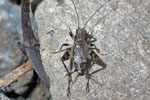 Dianemobius_nigrofasciatus