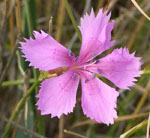 Dianthus_caryophyllus