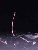 Dictyostelium_purpureum