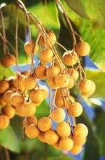 Dimocarpus_longan