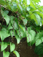 Dioscorea_alata