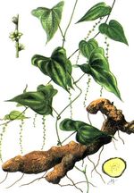 Dioscorea_zingiberensis