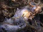 Diplosoma_listerianum